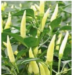 湘研小米辣 湘研小米辣