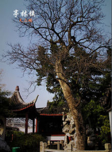 亭林鎮江南第一松