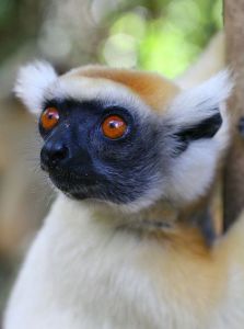 金冠狐猴 金冠狐猴