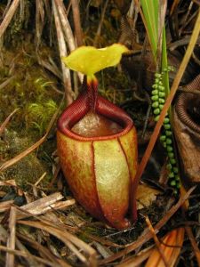 曼塔林加漢山豬籠草 曼塔林加漢山豬籠草