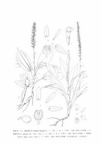 脊唇斑葉蘭 脊唇斑葉蘭