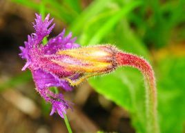 大理獨花報春 大理獨花報春