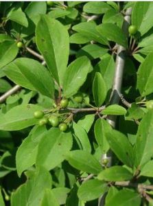 武鳴鼠李 武鳴鼠李