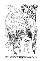 密花崖豆藤（墨線圖）