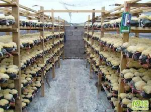 袋料銀耳栽培 袋料銀耳栽培