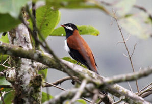 白耳孤鶇 白耳孤鶇