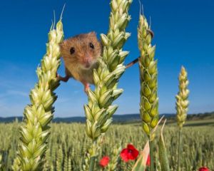一隻人工繁殖的公巢鼠在麥穗上耍雜技