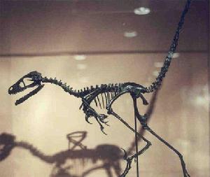 斑比盜龍 斑比盜龍