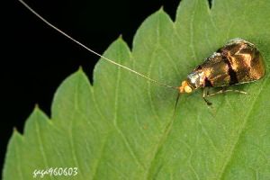 紅長角蛾 紅長角蛾