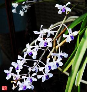 萬代蘭屬物種之一 :小藍萬代蘭