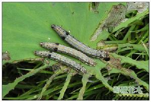 荷花夜蛾 荷花夜蛾