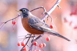 北美知更鳥 北美知更鳥
