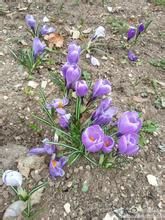 毛石蒜科 毛石蒜科