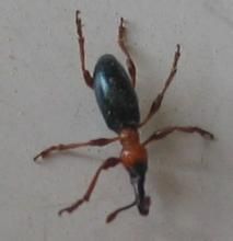 三錐象甲科 三錐象甲科