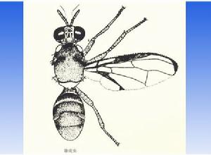 （圖）寡毛實蠅屬