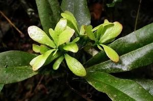 鉤枝鐮刀 鉤枝鐮刀