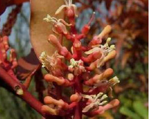 離瓣寄生 離瓣寄生