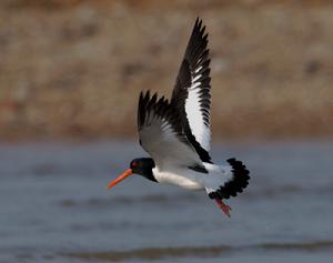 蠣鷸普通亞種 蠣鷸普通亞種