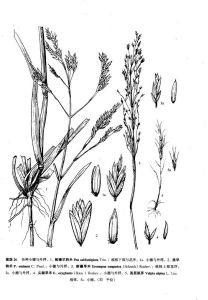 新疆旱禾 新疆旱禾