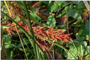 習水紅稗 習水紅稗