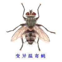 變異溫寄蠅
