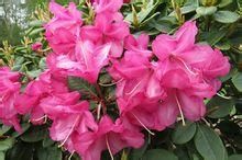 短萼雲霧杜鵑(變種) 短萼雲霧杜鵑(變種)