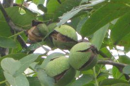 淄博冠核農業開發有限公司 淄博冠核農業開發有限公司