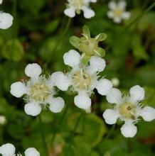 雲南梅花草 雲南梅花草