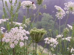 密枝鶴虱 密枝鶴虱