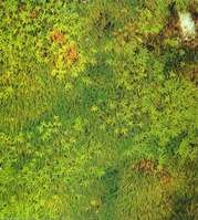 濕原蘚屬 濕原蘚屬