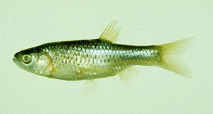 菊池氏細鯽 菊池氏細鯽