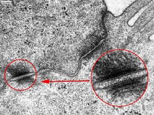 細胞粘附分子 細胞粘附分子