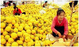 壽光香瓜 壽光香瓜