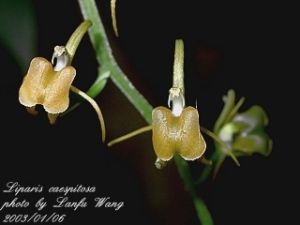 小花羊耳蒜 小花羊耳蒜