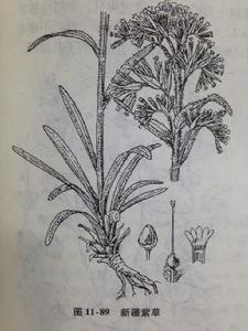 新疆紫草[紫草科軟紫草屬植物]