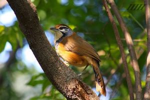 紅頭噪鶥綠春亞種 紅頭噪鶥綠春亞種