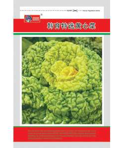 黃心菜文 黃心菜文