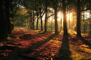 梵谷國家森林公園 梵谷國家森林公園