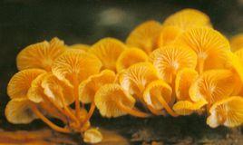 黃乾臍菇 黃乾臍菇