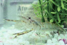 太湖1號 太湖1號