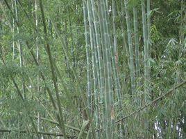 窩鐵下寨村 窩鐵下寨村