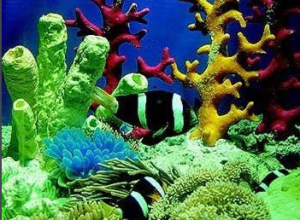 珊瑚礁 