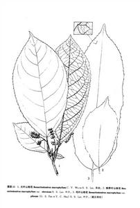 大葉山桂花(原變種) 大葉山桂花(原變種)