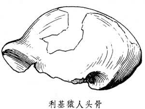 利基猿人 利基猿人