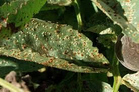 蠶豆單胞鏽菌 蠶豆單胞鏽菌