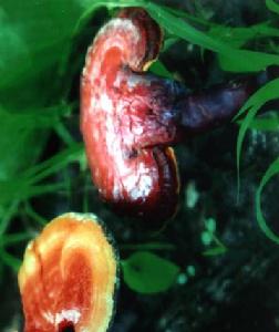 黃松峪國家級森林公園