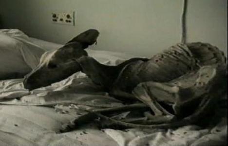 此地曾發生最大規模的核泄漏，現在卻是全世界最安全的地方