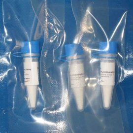 蛋白激酶C 蛋白激酶C