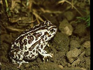 花背蟾蜍