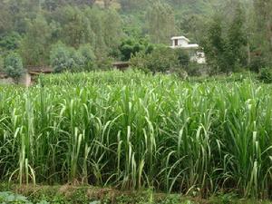 甸崗村-甘蔗種植